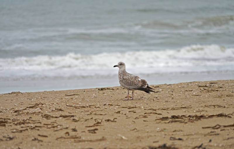 Wat mee te nemen op vakantie naar de Nederlandse kust?
